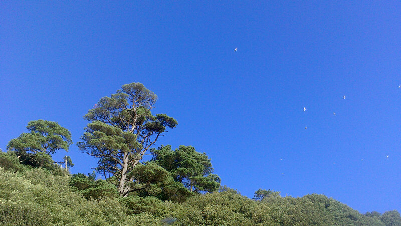 Trees on a Hillside — Blue, Serene