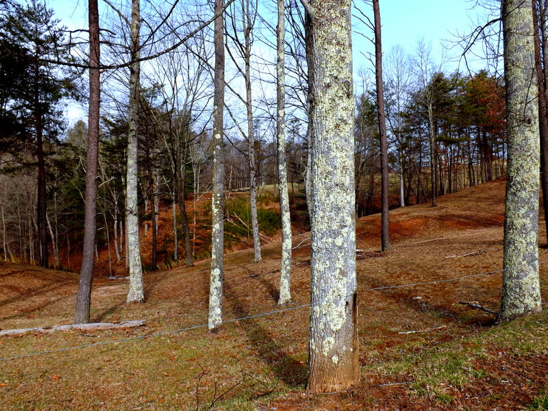Trees on a Hillside — Brown, Calm