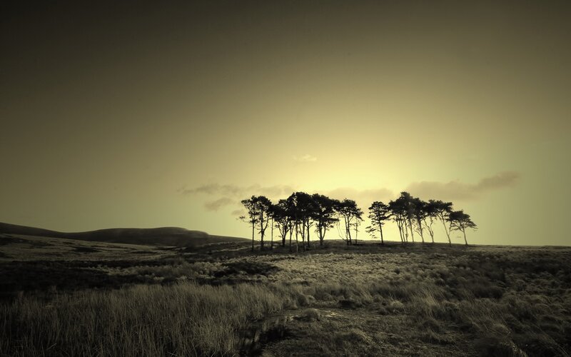 Trees on a Hillside — Brown, Dramatic, Sunset