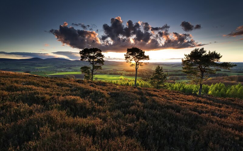 Trees on a Hillside — Brown, Dramatic
