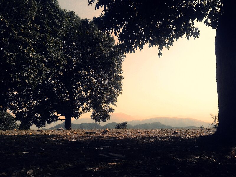Trees on a Hillside — Brown, Serene