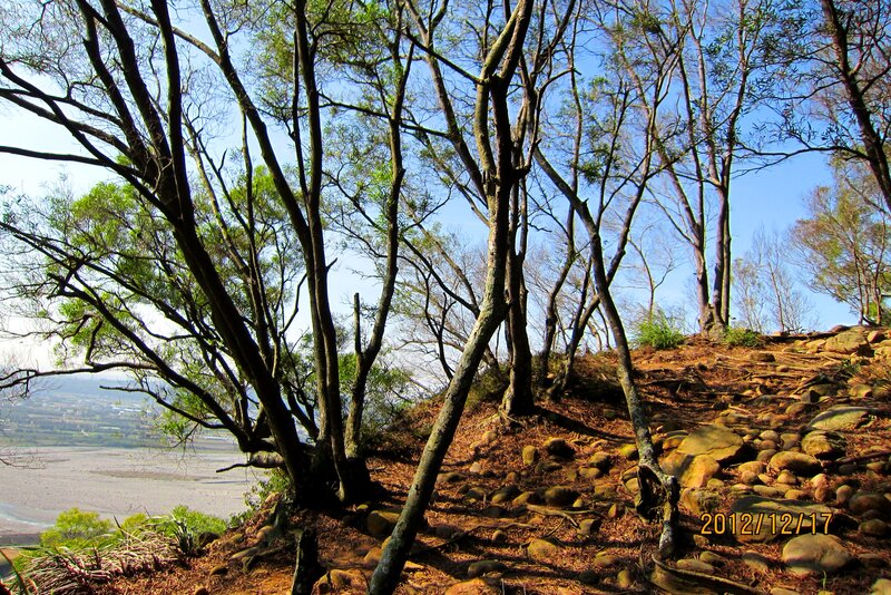 Trees on a Hillside — Brown