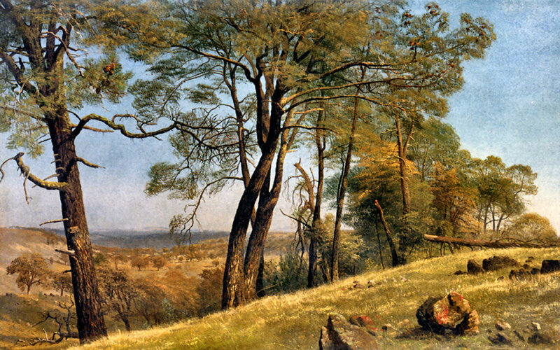 Trees on a Hillside — Green, Serene, Afternoon