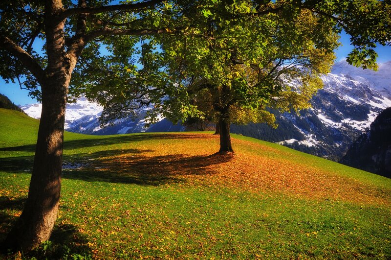 Trees on a Hillside — Green, Serene, Autumn, Photograph, Mountains, Snow