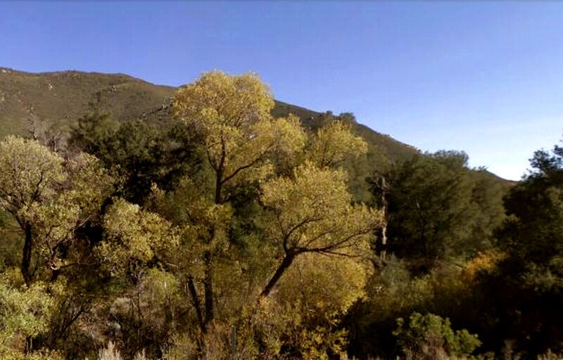 Trees on a Hillside — Green, Serene, Autumn