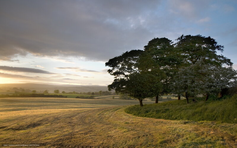 Trees on a Hillside — Green, Serene, Sunset, Photograph