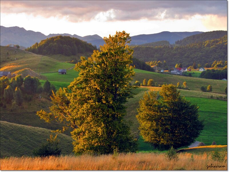 Trees on a Hillside — Green, Serene, Sunset