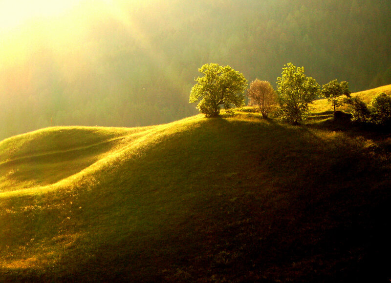 Trees on a Hillside — Green, Serene