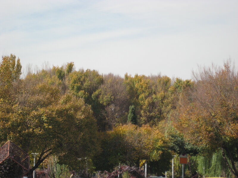 Trees on a Hillside — Green