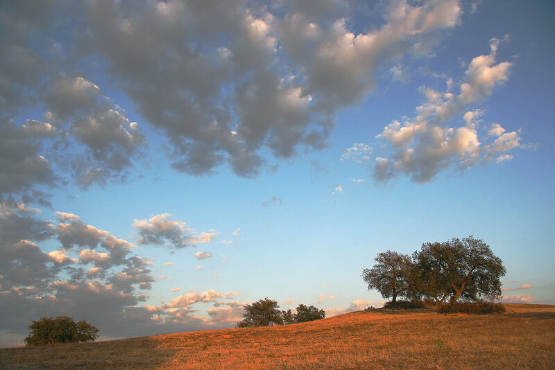 Trees on a Hillside