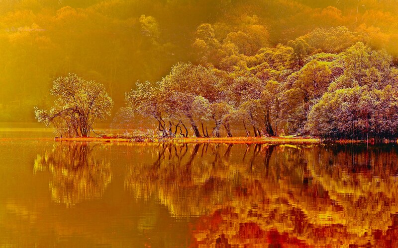 Trees on a Lake Island — Gold, Serene, Sunset, Photograph