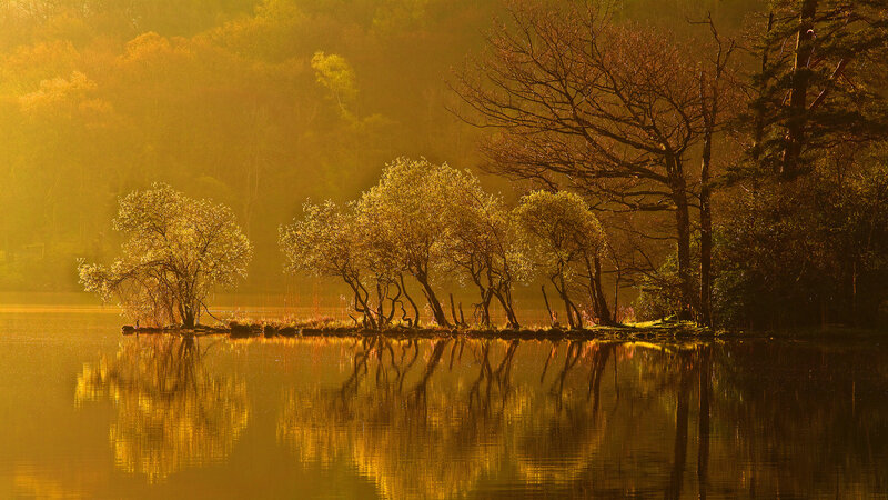Trees on a Lake Island — Gold, Serene, Sunset