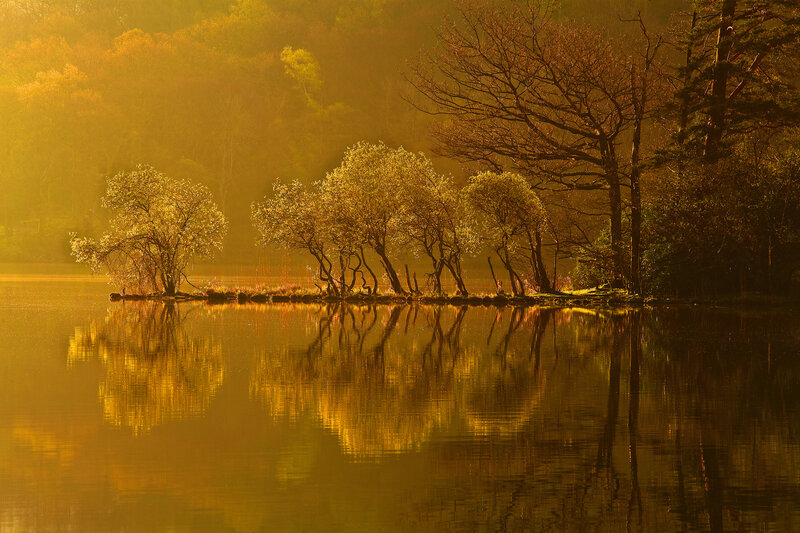 Trees on a Lake Island — Gold, Serene