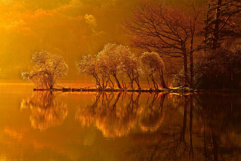 Trees on a Lake Island — Gold