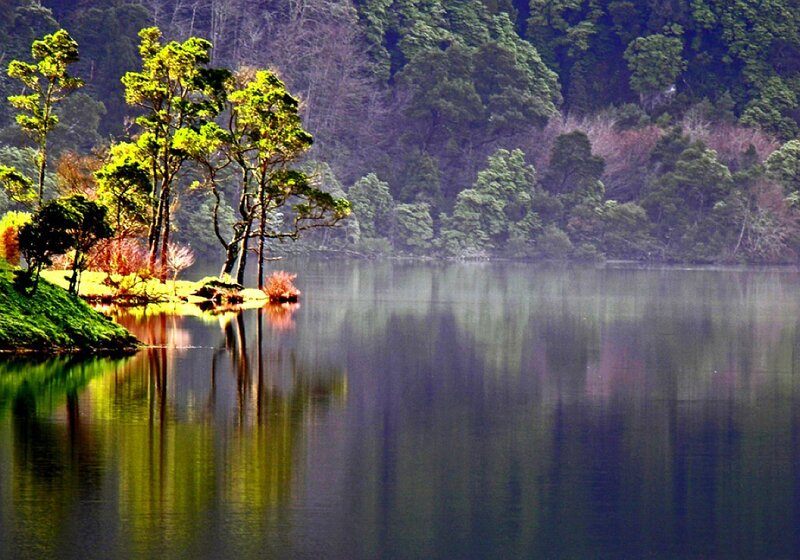 Trees on a Lake Island