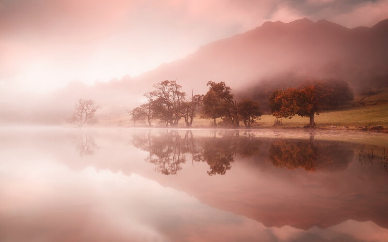 Trees on a Lake Shore — Pink