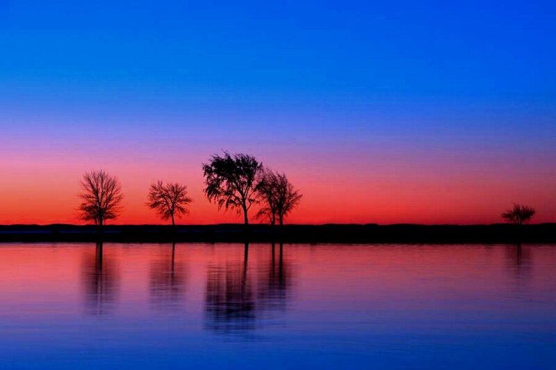 Trees on a Lake Shore