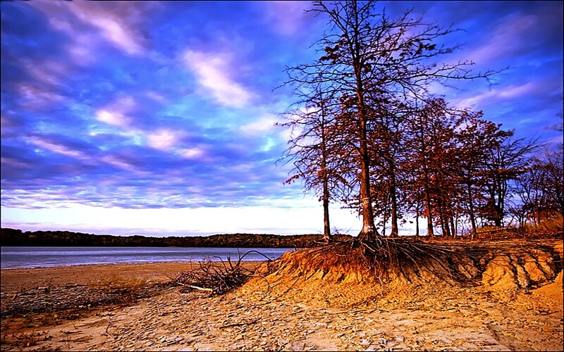 Trees on a lakeshore at dusk