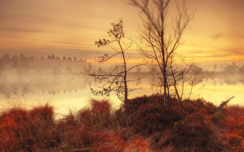 Trees on a Misty Lake — Orange