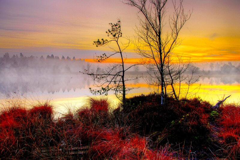 Trees on a Misty Lake