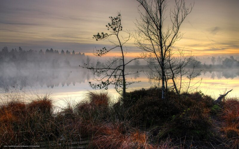 Trees on a Misty Lake — Yellow, Serene, Sunrise
