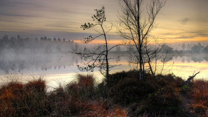 Trees on a Misty Lake — Yellow, Serene