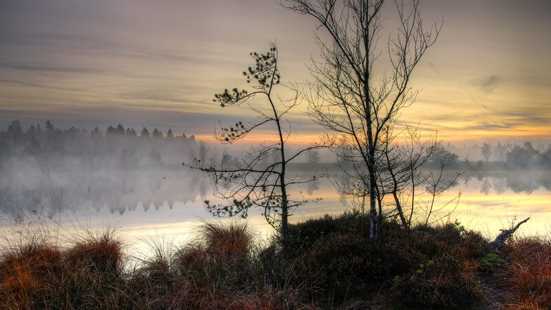 Trees on a Misty Lake — Yellow