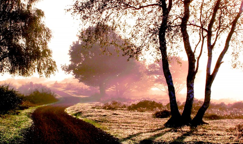 Trees on a Misty Path