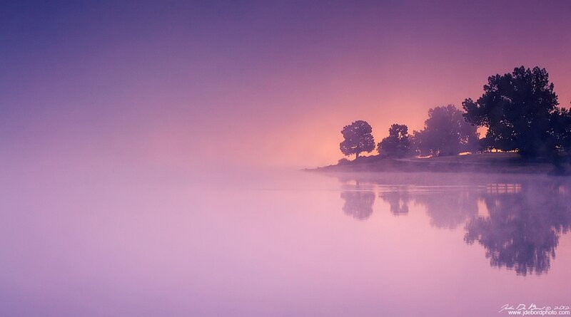 Trees on a Misty Shore