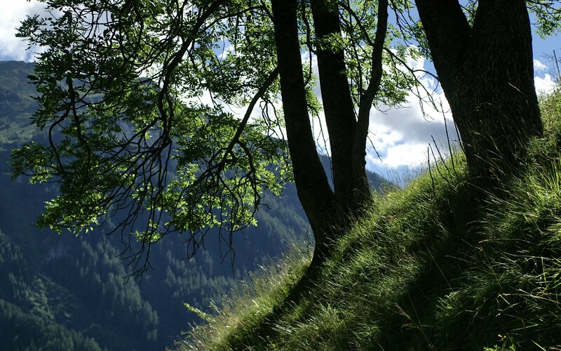 Trees on a mountain slope