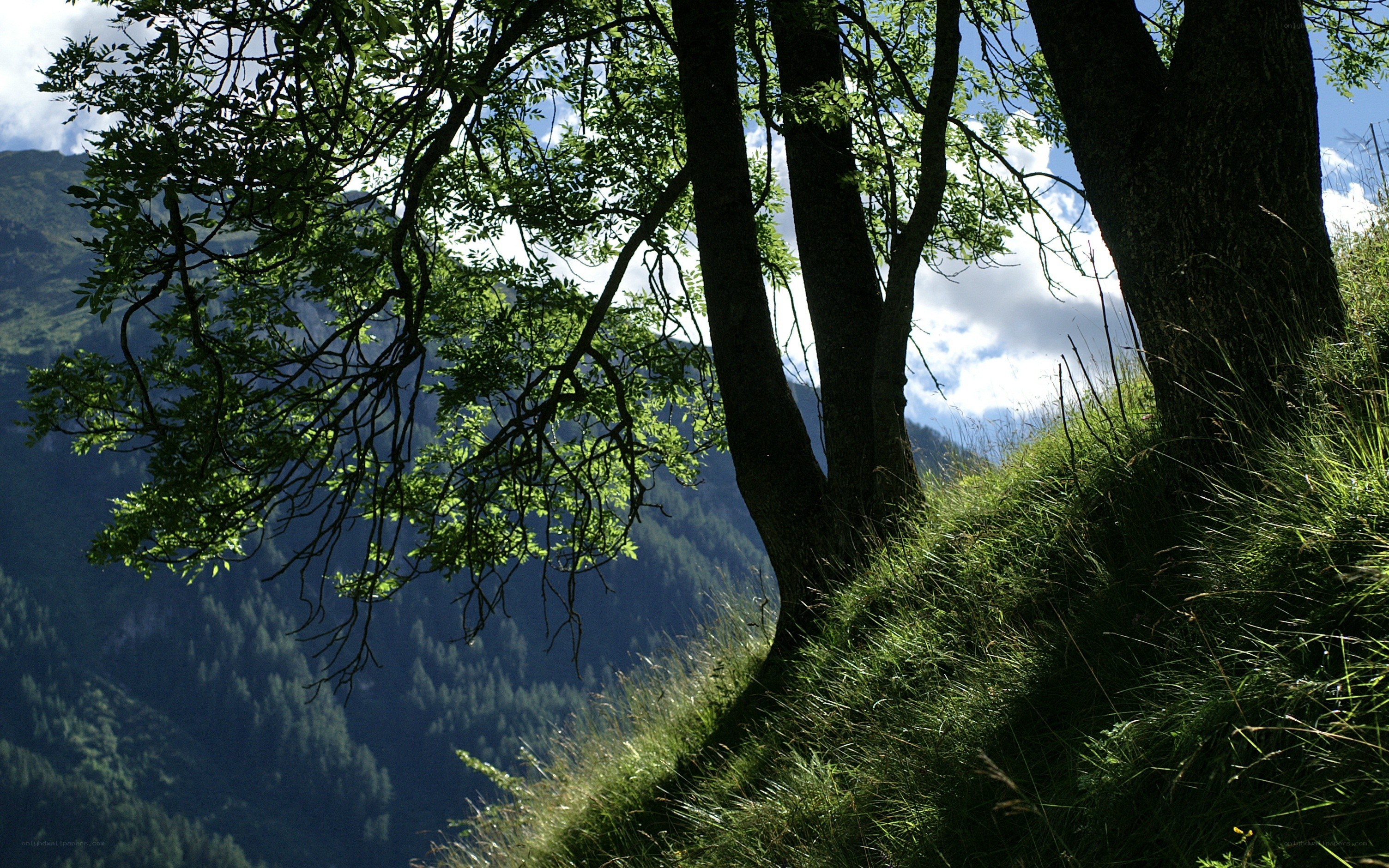 Trees on a mountain slope