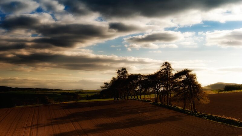 Trees on a Plowed Field — Brown