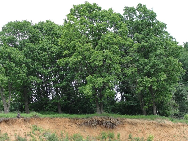 trees on a riverbank