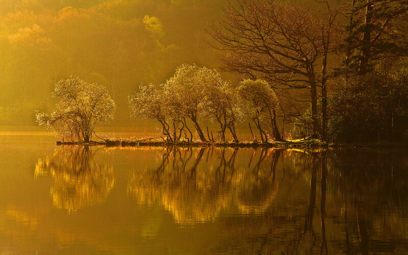 Trees on a Small Island