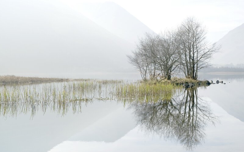 Trees on a Small Island — White