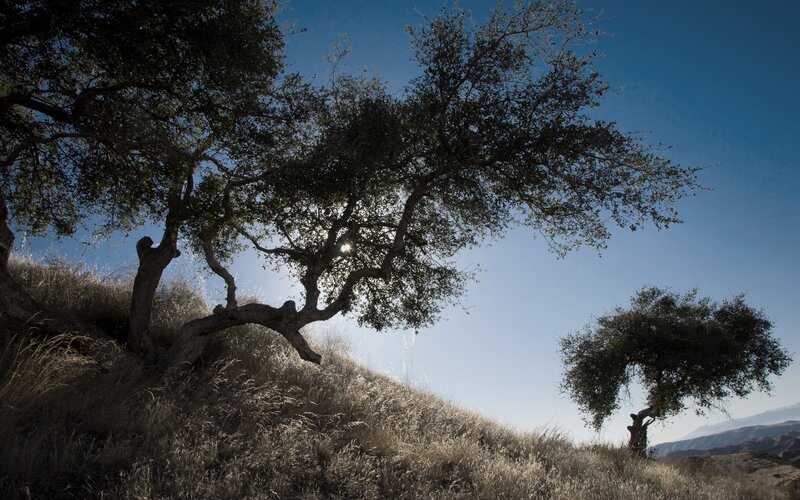 Trees on a sunlit hillside