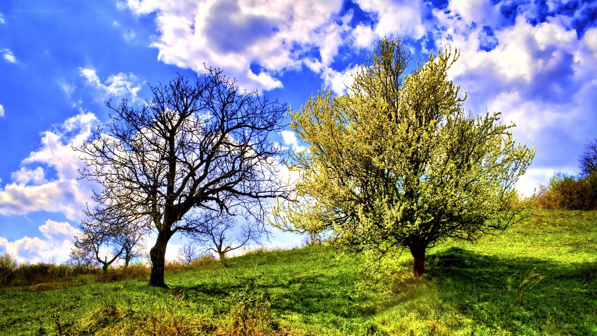 Trees on a sunny hillside
