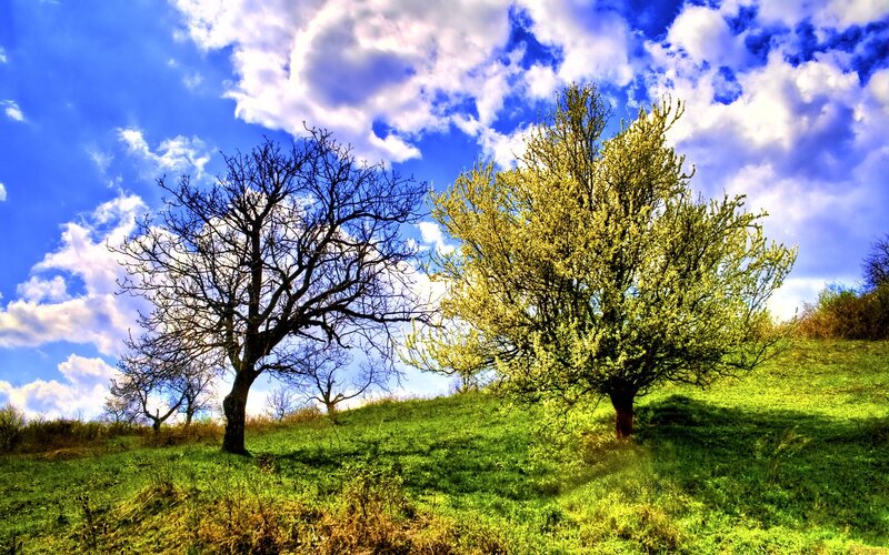 Trees on a sunny hillside
