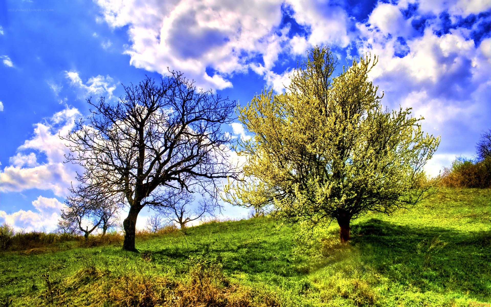 Trees on a sunny hillside