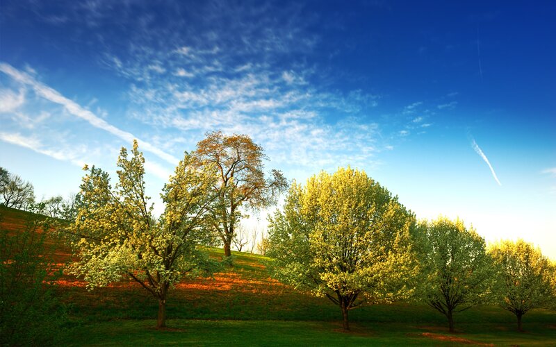 Trees on a sunny hillside