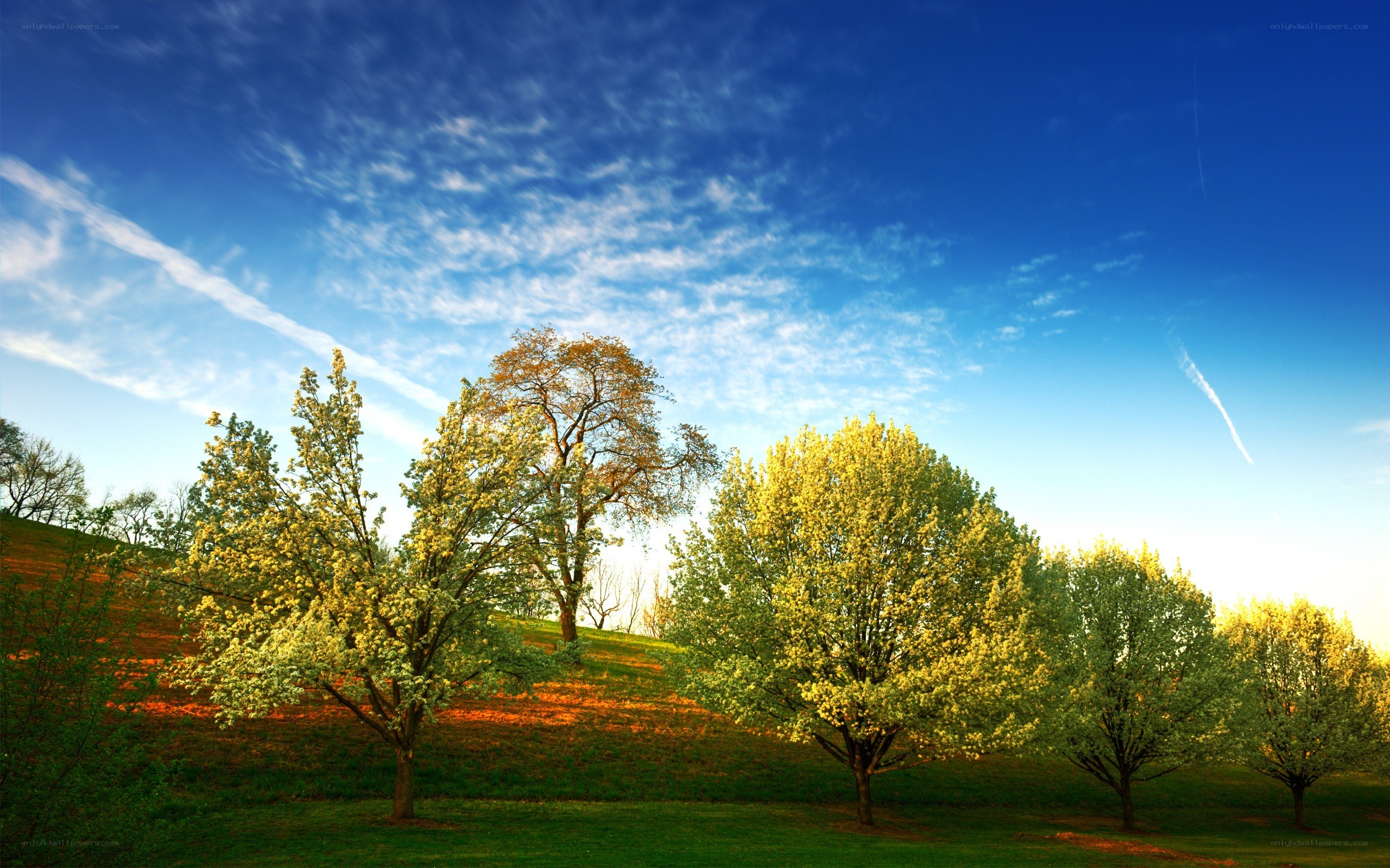 Trees on a sunny hillside