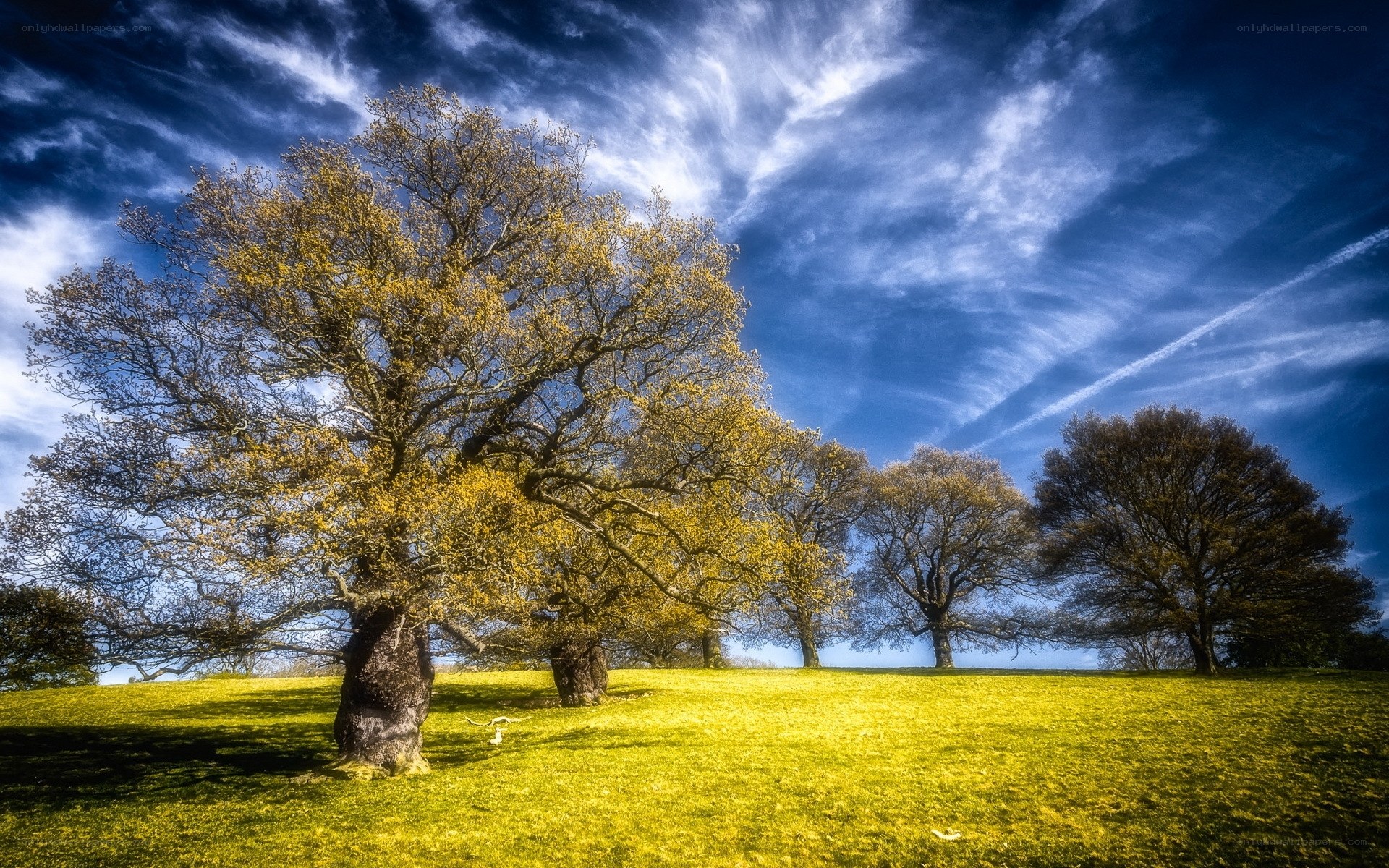 Trees on a sunny hillside