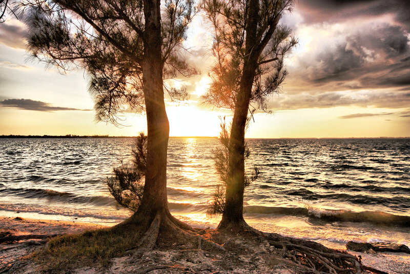 Trees on Beach at Sunset
