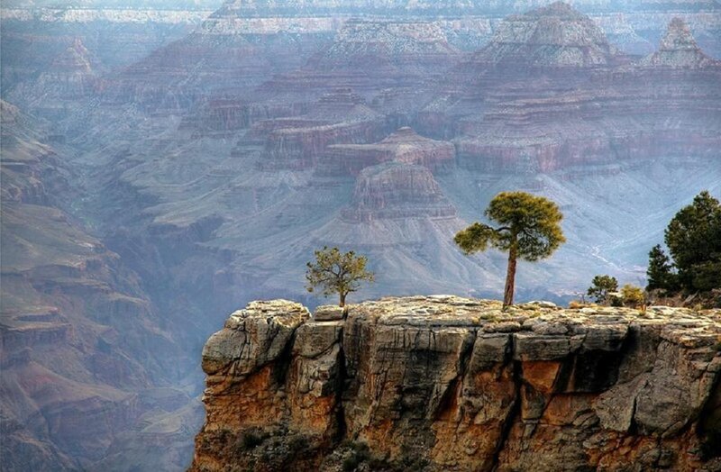 Trees on Canyon Edge