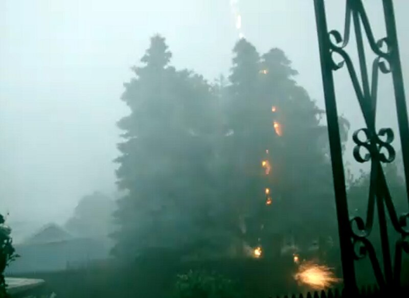 Trees on Fire