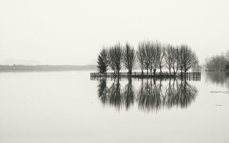 Trees on Flooded Island
