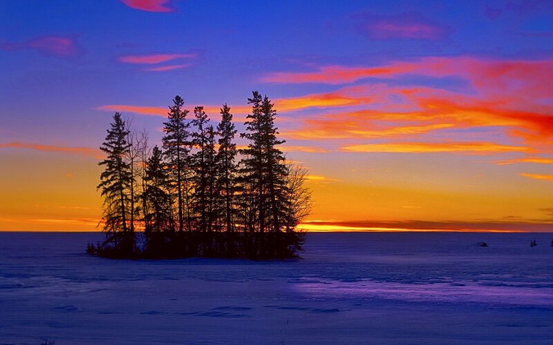 Trees on Frozen Lake — Blue, Dramatic