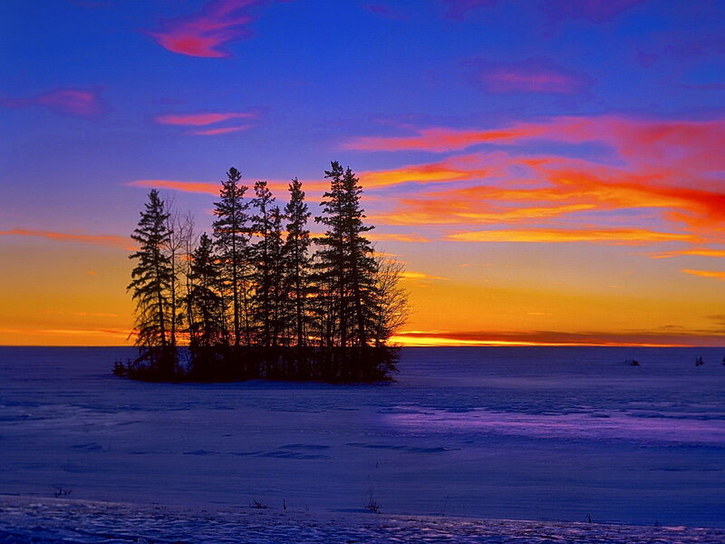 Trees on Frozen Lake