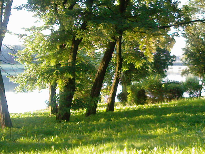 Trees on Grassy Hill