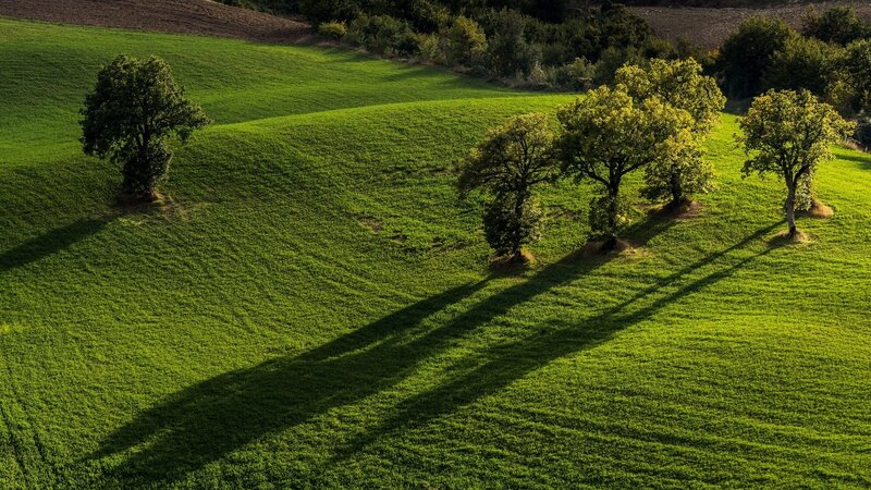 Trees on Green Hillside